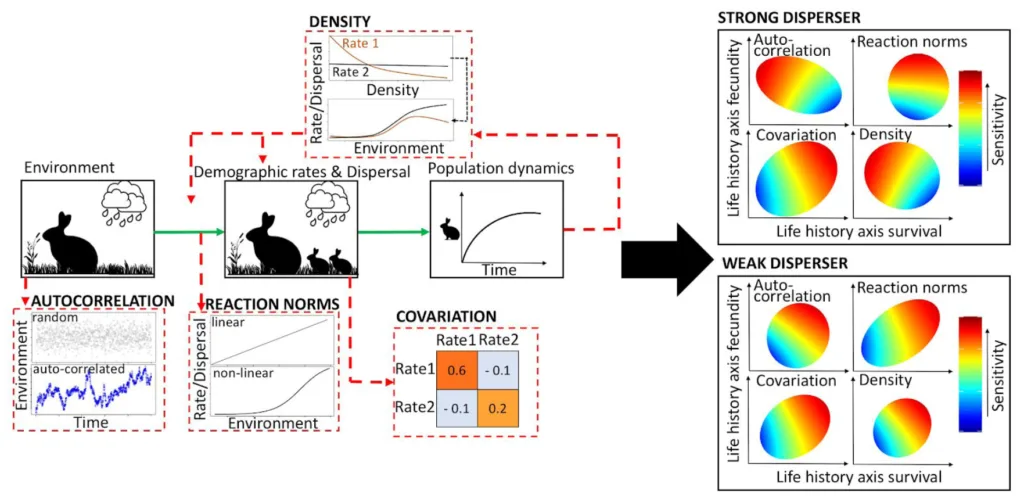 How the environment, demographic rates and dispersal together shape population persistence