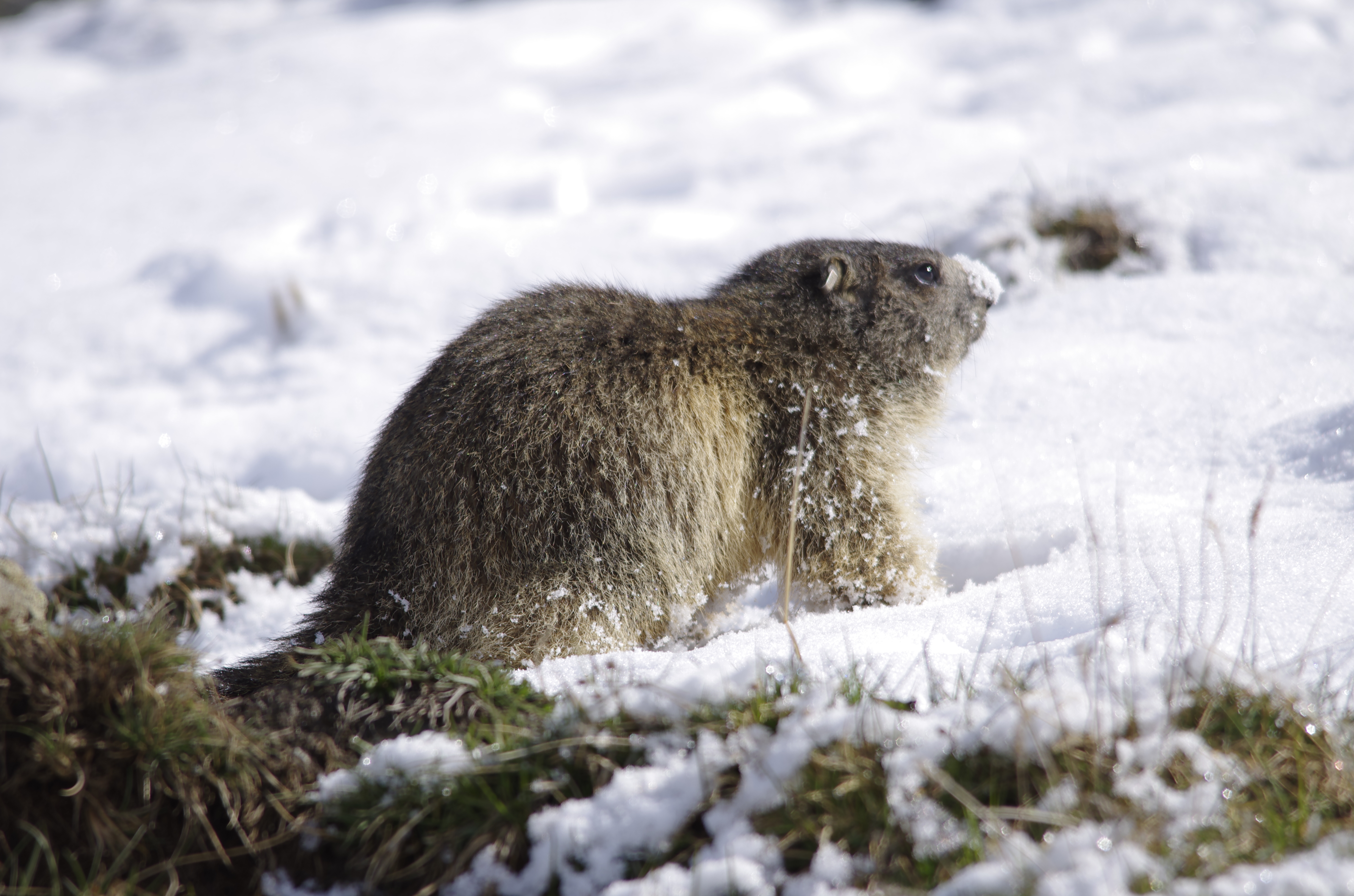 First field season accomplished at the Alpine Marmot Project – PopEcol
