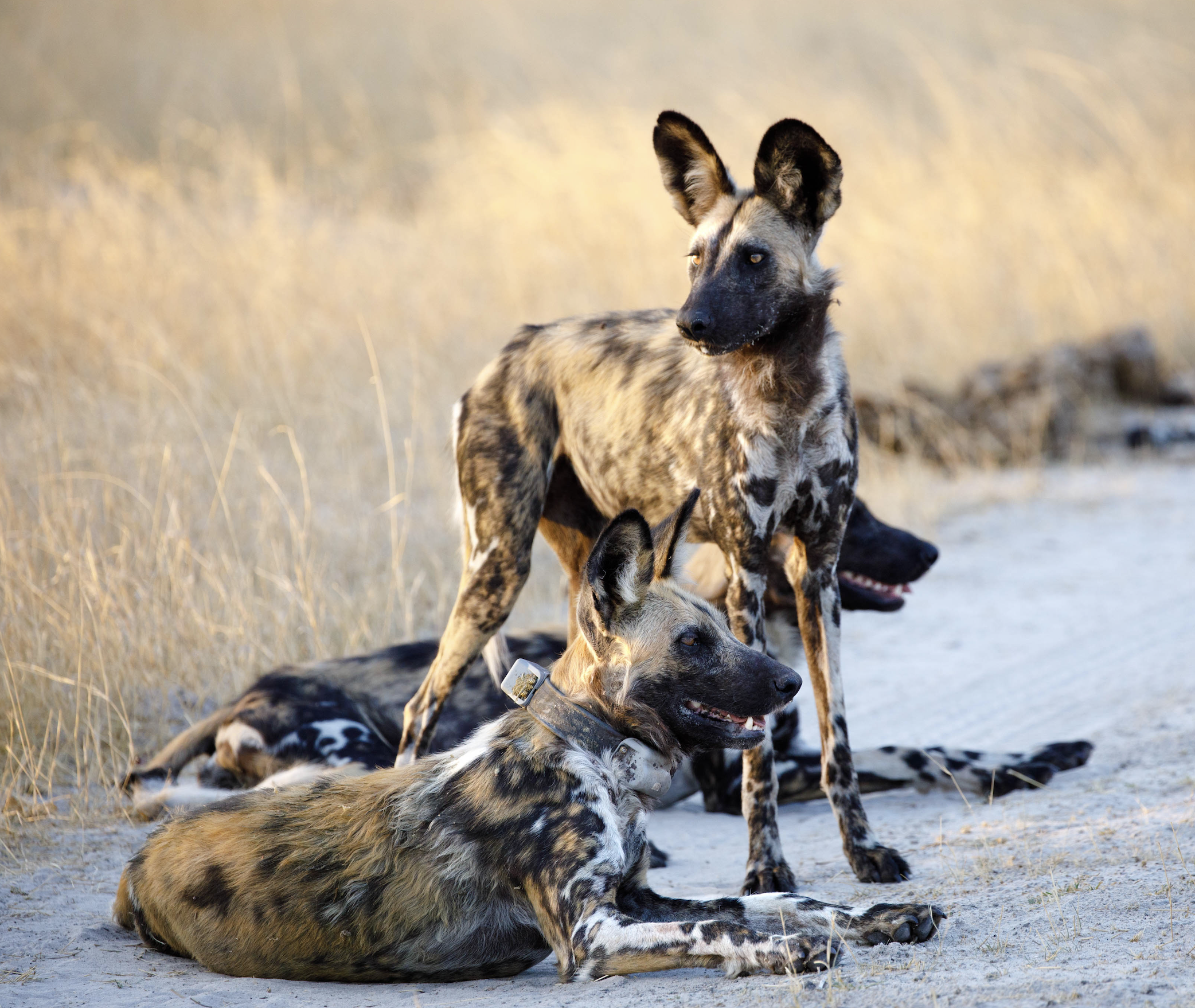 where can i see wild dogs