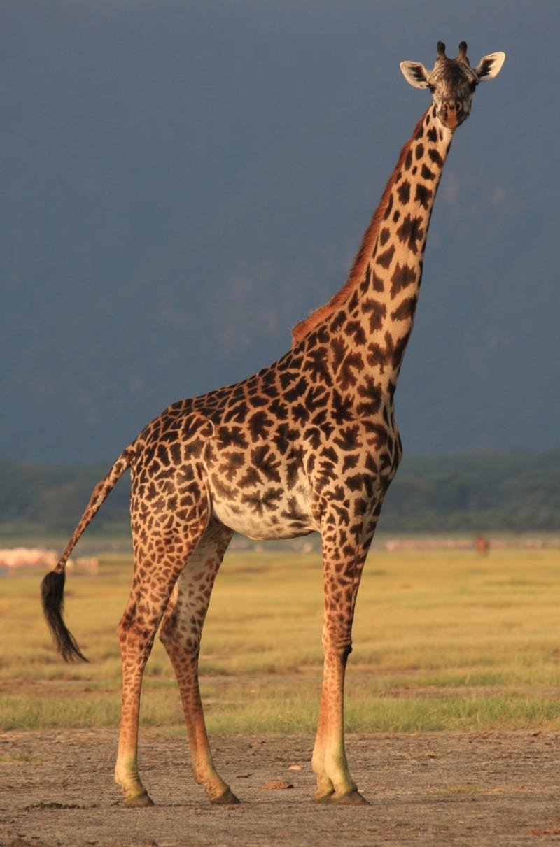 A Masai giraffe in northern Tanzania (photo: Wild Nature Institute)