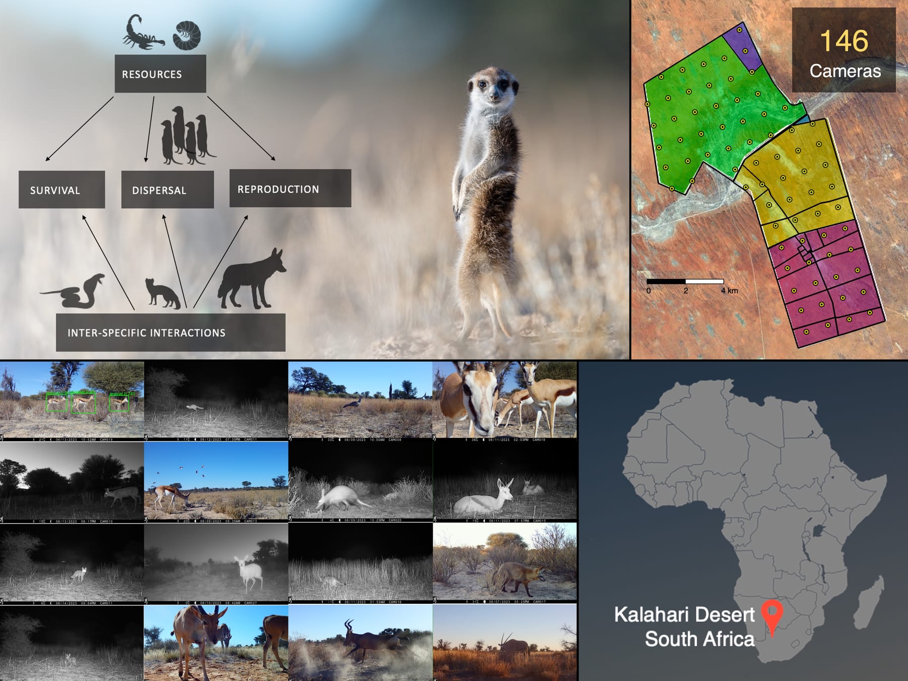 The Kalahari Biodiversity Project: a meerkat, the camera-trap grid and some of the wildlife it records (images: PopEcol)