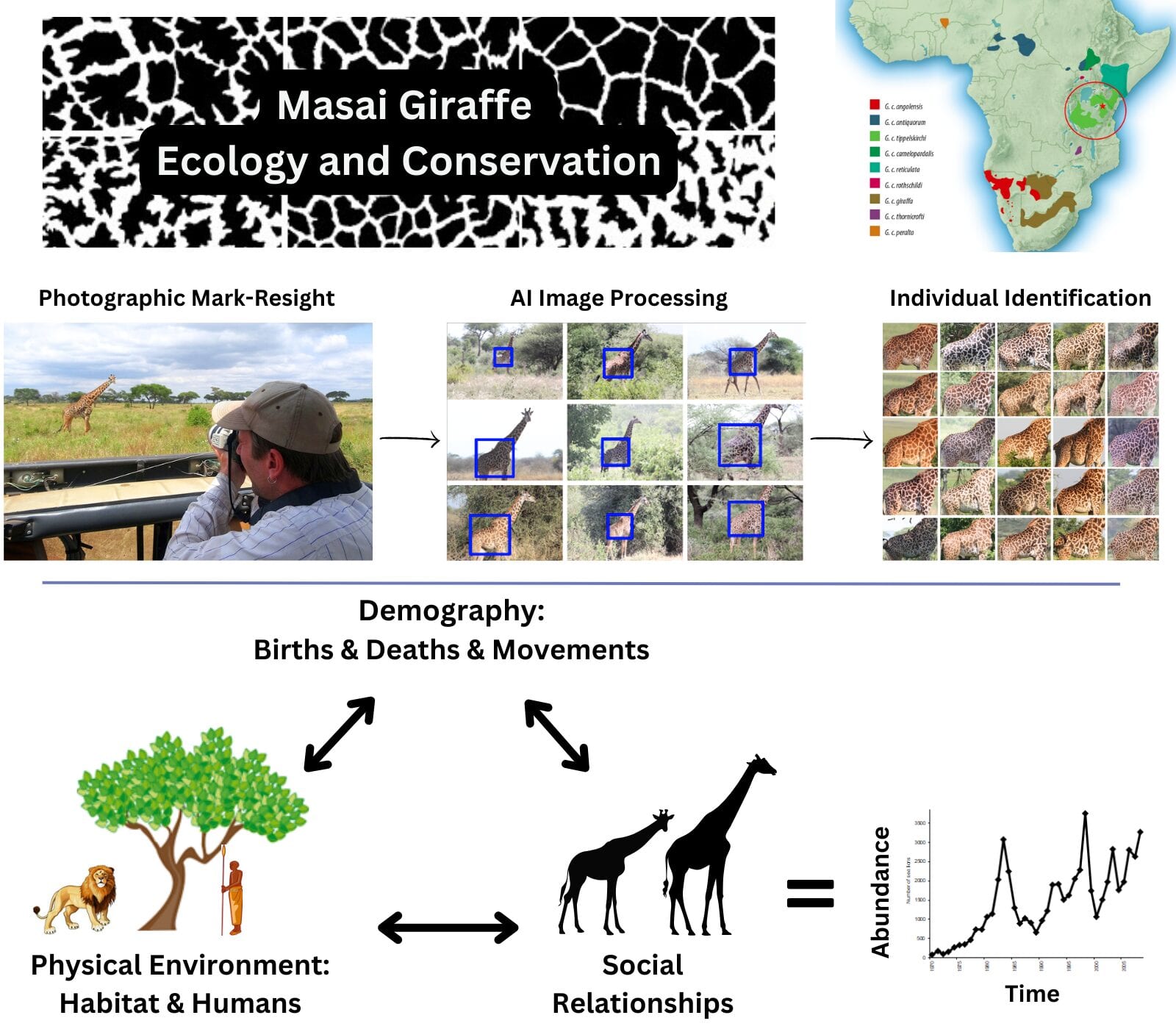 The Masai giraffe project: identifying individuals from their coat patterns to study demography and environment