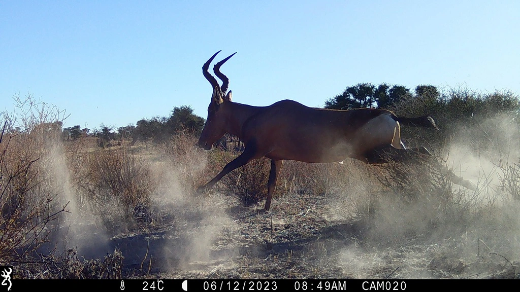 Camera-trap photo from the Kalahari grid.