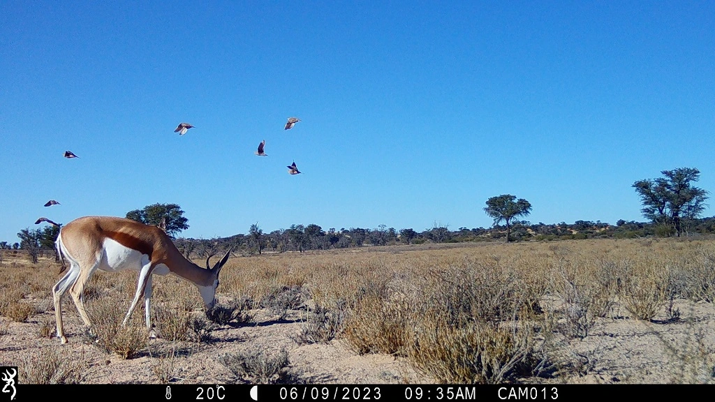 Camera-trap photo from the Kalahari grid.