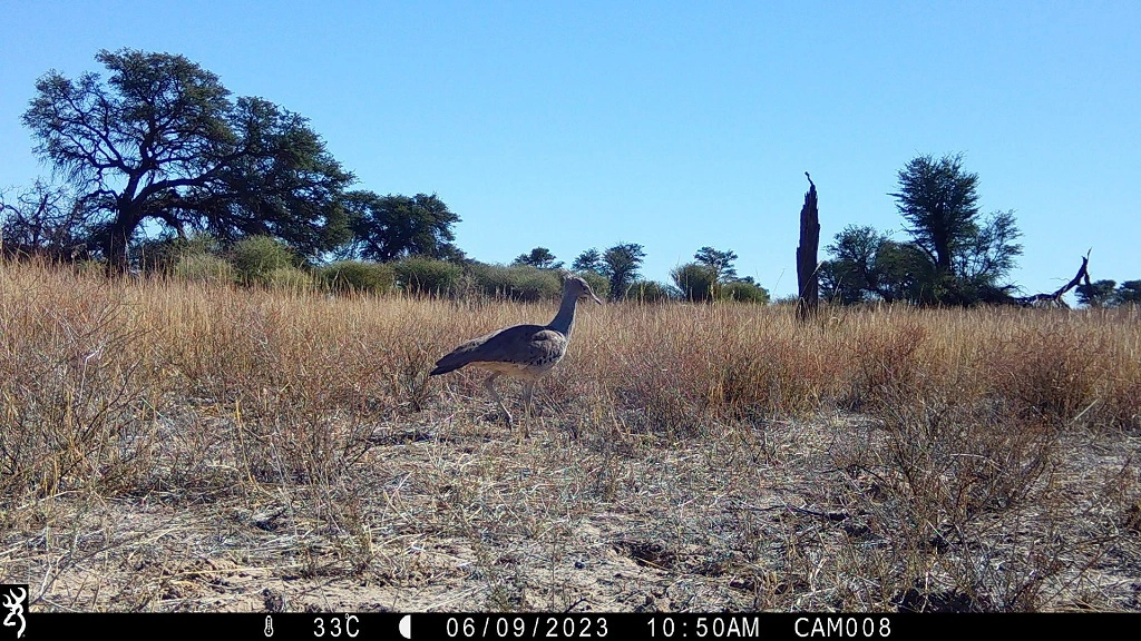 Camera-trap photo from the Kalahari grid.