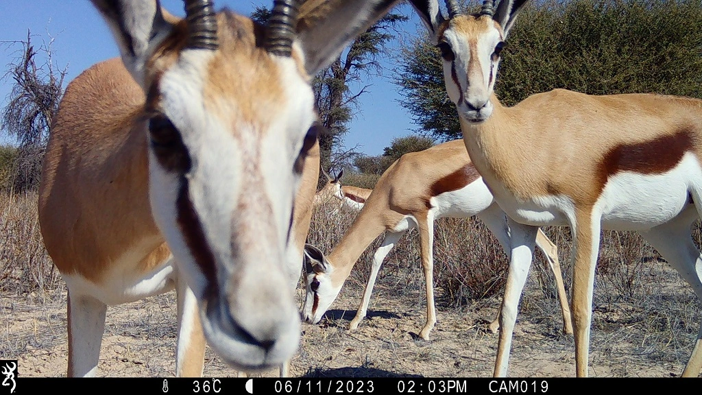 Camera-trap photo from the Kalahari grid.