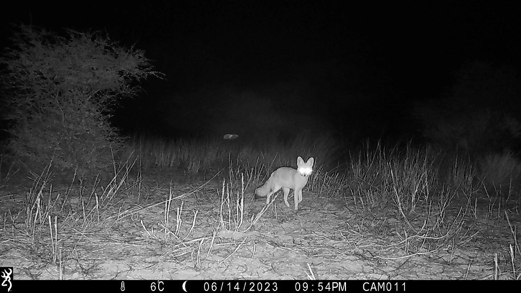 Camera-trap photo from the Kalahari grid.