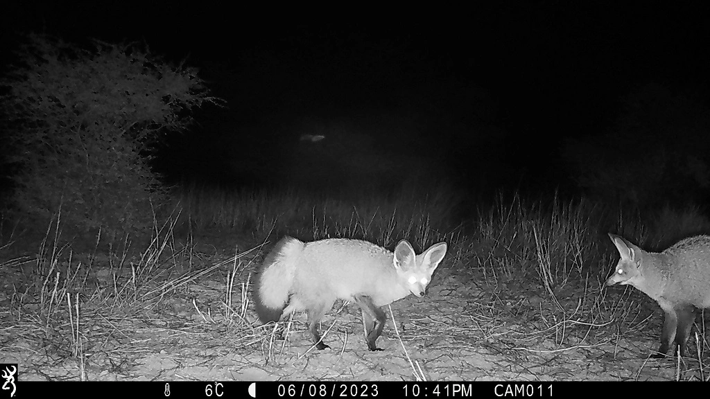 Camera-trap photo from the Kalahari grid.
