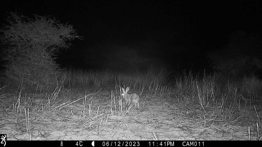 Camera-trap photo from the Kalahari grid.