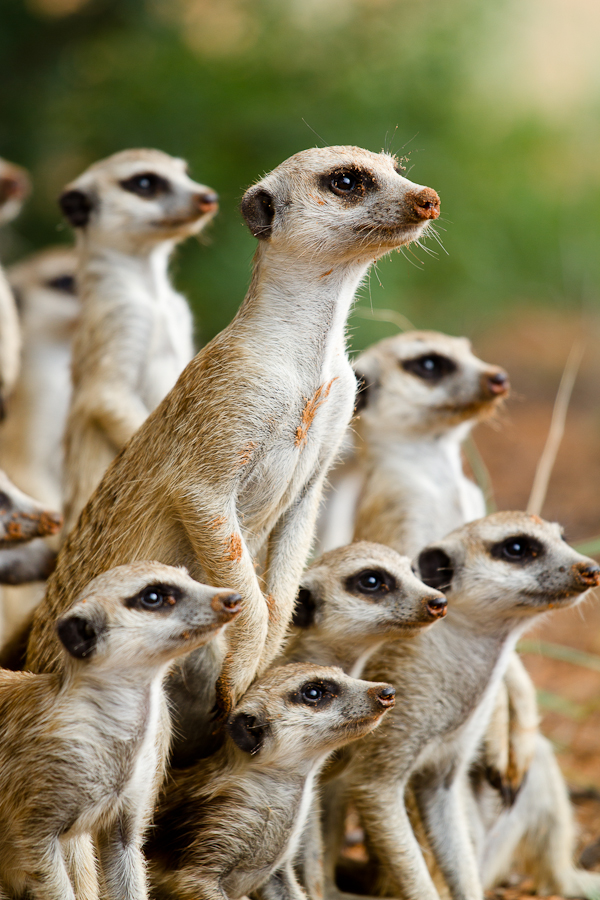 Meerkats PopEcol Meerkats PopEcol