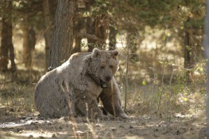 One of our gentlemen carrying a GPS collar + crittercam.