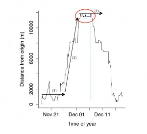 Dispersal event of one female (VLF152) from the five-members dispersing coalition showing a typical migration pattern (see Bunnefeld et al. 2011, Börger and Fryxel 2012) as represented by the increasing and subsequent decreasing distance from the site of capture (origin). VLF152 returned home after a 25 km round trip lasting 31 days. The other four coalition members have not returned and possibly established a new territory (red circle), following a typical dispersal pattern (left side of the blue dotted line) characterized by departure (1) roaming (2) and settlement (3).