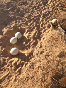 4 Huge ostrich egg, no banana for scale, sorry